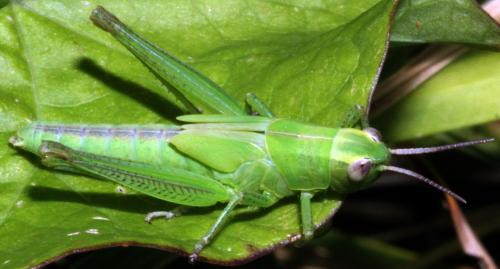 Réf. 326 347 : Mecostethus parapleurus parapleurus